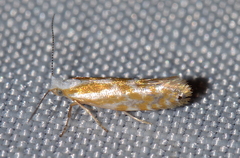 Argyresthia canadensis