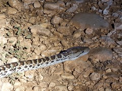 Chilabothrus striatus