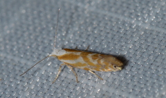 Argyresthia canadensis