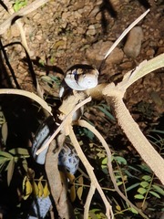 Chilabothrus striatus