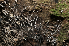Xylaria filiformis