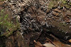 Xylaria filiformis