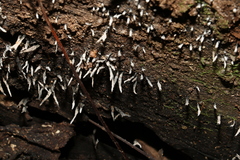 Xylaria filiformis