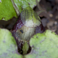 Corybas sanctigeorgianus