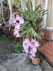 Miltoniopsis