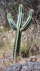 Cereus