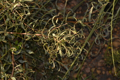 Hakea stenocarpa
