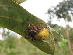Parawixia bistriata
