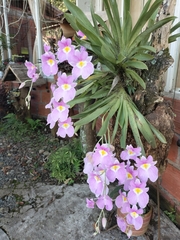 Miltoniopsis