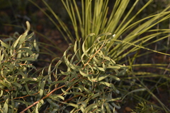 Hakea stenocarpa