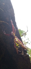 Micrathena sexspinosa
