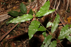 Cinnamomum oliveri
