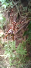 Micrathena sexspinosa