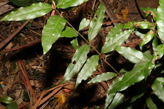 Cinnamomum oliveri