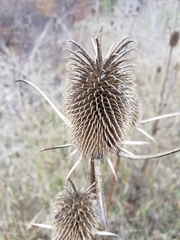 Dipsacus sativus