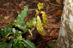 Cinnamomum oliveri