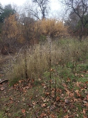Dipsacus sativus