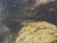 Chironemus marmoratus