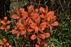Alstroemeria aurea