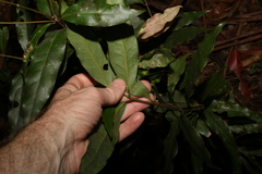 Cinnamomum oliveri