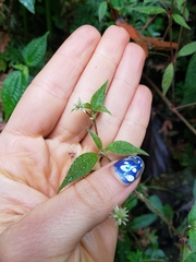 Alternanthera porrigens