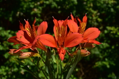 Alstroemeria aurea