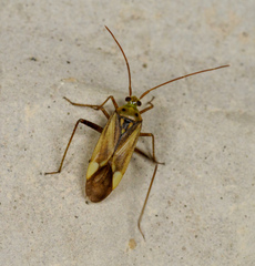 Adelphocoris lineolatus