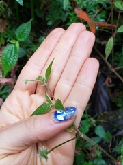 Alternanthera porrigens