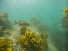 Chirodactylus spectabilis