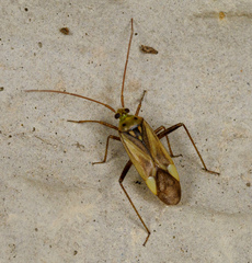 Adelphocoris lineolatus