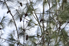 Periparus venustulus