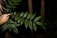 Flindersia xanthoxyla