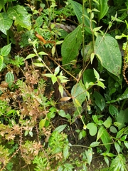 Alternanthera porrigens