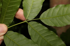 Flindersia xanthoxyla