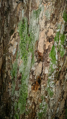 Mycoblastus sanguinarius