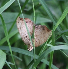 Eulithis diversilineata