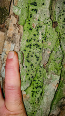 Mycoblastus sanguinarius