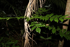 Flindersia xanthoxyla