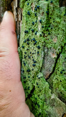 Mycoblastus sanguinarius