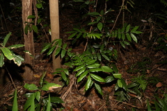 Flindersia xanthoxyla