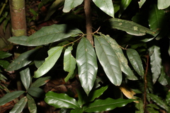 Beilschmiedia elliptica