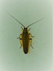 Balta bicolor