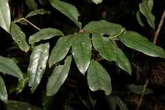 Beilschmiedia elliptica
