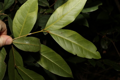 Beilschmiedia elliptica