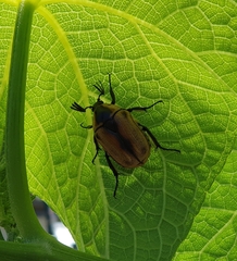 Chondropyga dorsalis