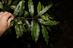 Cinnamomum oliveri