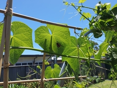 Chondropyga dorsalis