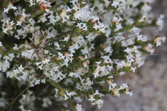 Pimelea phylicoides