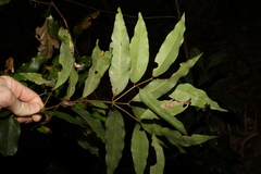 Cinnamomum oliveri