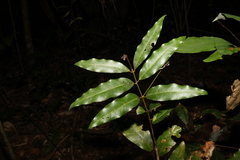 Cinnamomum oliveri